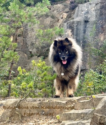 Eurasier Foto