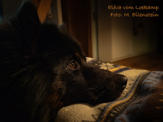 Eurasier Foto
